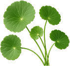 Centella Asiatica