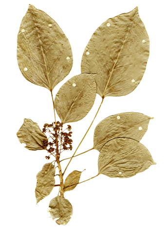 Dendropanax